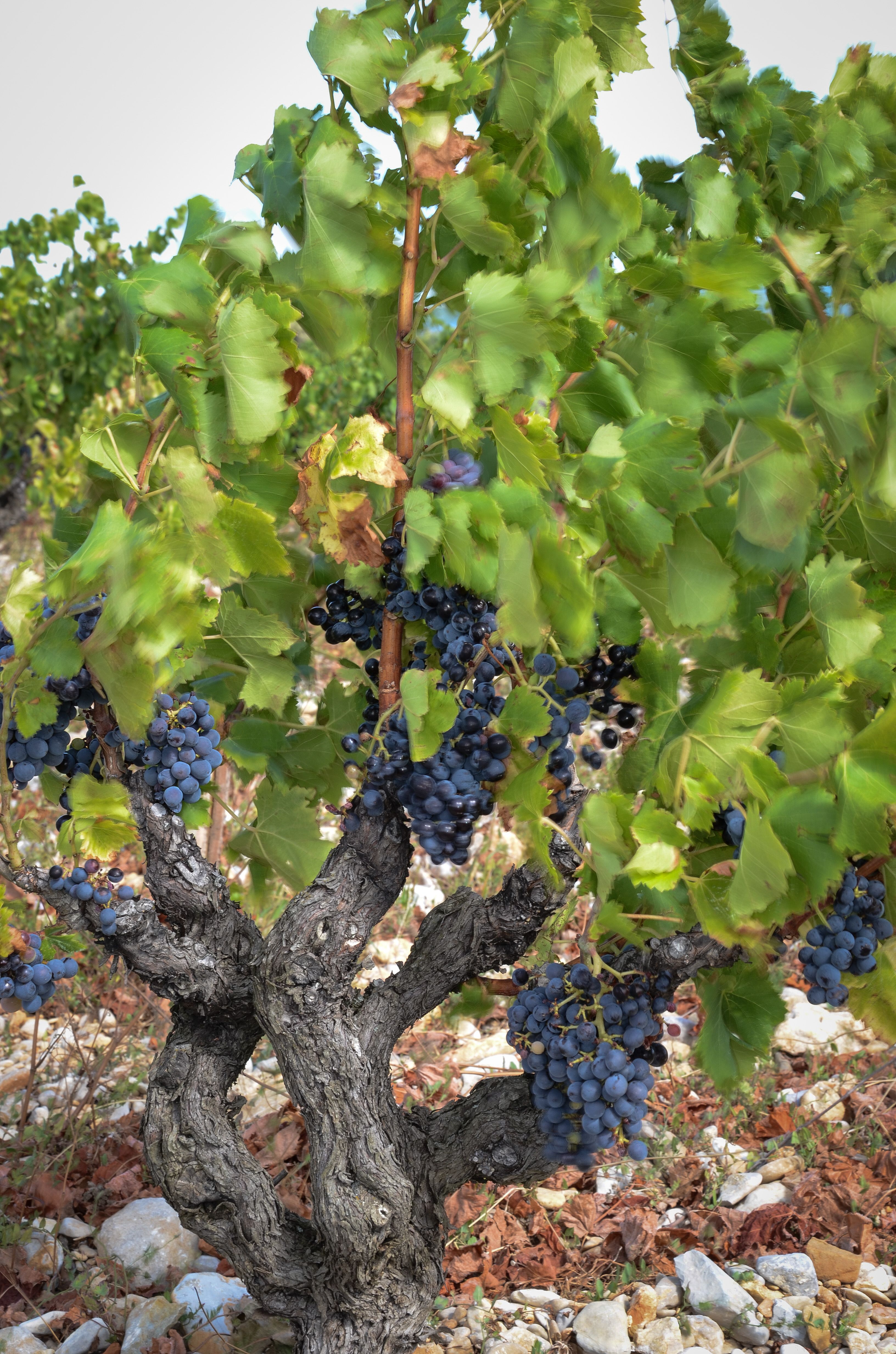 Odoo CMS - Gallery sample